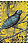 Asian Koel Eudynamys scolopaceus  1993 Birds Sheet