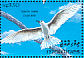 White Tern  Gygis alba