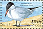 Caspian Tern Hydroprogne caspia  1993 Birds  MS