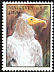 Egyptian Vulture Neophron percnopterus  1994 Birds 