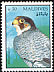 Peregrine Falcon Falco peregrinus  1994 Birds 