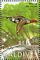 Eurasian Wigeon Mareca penelope  1995 Ducks Sheet