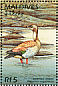 Egyptian Goose Alopochen aegyptiaca