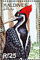 Ivory-billed Woodpecker Campephilus principalis  1997 Birds of the world  MS