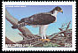 African Hawk-Eagle Aquila spilogaster  1997 Eagles of the world 