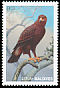 Indian Spotted Eagle Clanga hastata  1997 Eagles of the world 