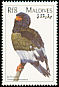 Bateleur Terathopius ecaudatus  1997 Birds of the world 