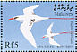 Red-tailed Tropicbird Phaethon rubricauda