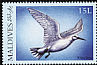 White Tern Gygis alba  2000 Birds of the tropics 