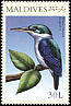 Collared Kingfisher Todiramphus chloris