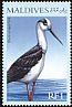 Black-winged Stilt Himantopus himantopus