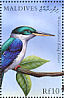 Collared Kingfisher Todiramphus chloris