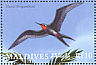 Great Frigatebird Fregata minor