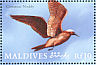 Brown Noddy Anous stolidus  2000 Birds of the tropics Sheet