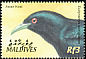Asian Koel Eudynamys scolopaceus  2002 Birds of the Maldives 