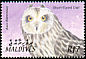 Short-eared Owl Asio flammeus  2002 Birds of the Maldives 