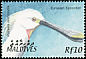 Eurasian Spoonbill Platalea leucorodia  2002 Birds of the Maldives 
