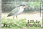 Striated Heron Butorides striata