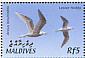 Lesser Noddy Anous tenuirostris  2002 Birds of the Maldives Sheet