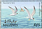 Saunders's Tern Sternula saundersi  2002 Birds of the Maldives Sheet