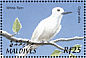 White Tern Gygis alba