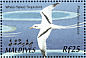 White-tailed Tropicbird Phaethon lepturus