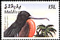 Great Frigatebird Fregata minor  2003 Birds in Maldives 