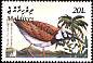 Ruddy Turnstone Arenaria interpres  2003 Birds in Maldives 