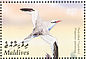 Red-billed Tropicbird Phaethon aethereus