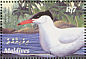 Caspian Tern Hydroprogne caspia  2003 Birds in Maldives Sheet