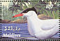 Caspian Tern Hydroprogne caspia