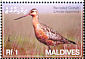Bar-tailed Godwit Limosa lapponica  2007 Birds 
