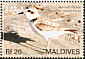 Kentish Plover Charadrius alexandrinus  2007 Birds 