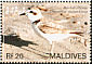 Kentish Plover Anarhynchus alexandrinus