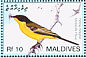 Western Yellow Wagtail Motacilla flava