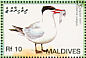 Caspian Tern Hydroprogne caspia  2007 Birds Sheet