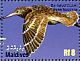Bar-tailed Godwit Limosa lapponica  2010 Birds Sheet