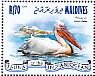 Great White Pelican Pelecanus onocrotalus  2013 Birds  MS
