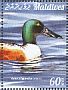 Northern Shoveler Spatula clypeata  2015 Ducks  MS