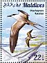 Sooty Tern Onychoprion fuscatus  2015 Terns Sheet