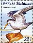 Greater Crested Tern Thalasseus bergii  2015 Terns Sheet