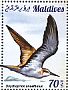 Bridled Tern Onychoprion anaethetus  2015 Terns  MS