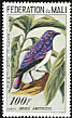 Violet-backed Starling Cinnyricinclus leucogaster  1960 Birds 