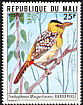 Yellow-breasted Barbet Trachyphonus margaritatus  1977 Mali birds 