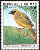 Vitelline Masked Weaver Ploceus vitellinus  1977 Mali birds 