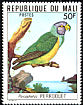 Senegal Parrot Poicephalus senegalus  1977 Mali birds 