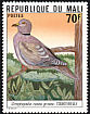 African Collared Dove Streptopelia roseogrisea  1978 Mali birds 