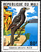 White-billed Buffalo Weaver Bubalornis albirostris  1978 Mali birds 