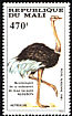 Common Ostrich Struthio camelus  1985 Audubon 