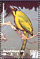 Amazonian Motmot Momotus momota  1995 Birds of the world Sheet